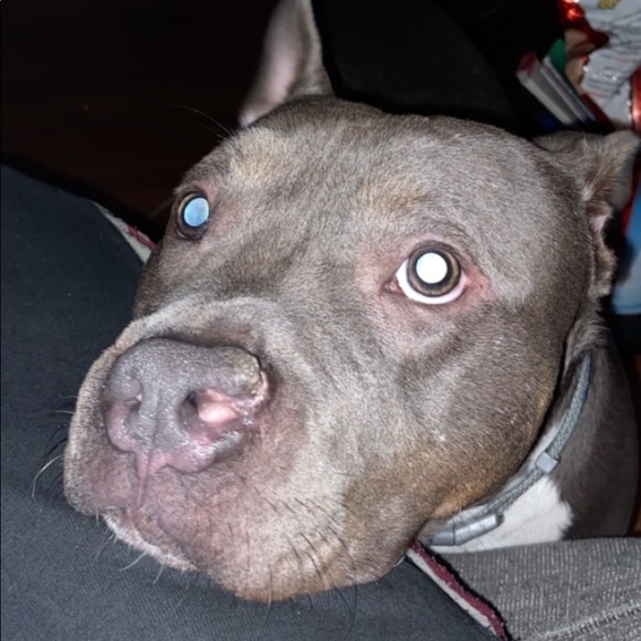 Meet your Posher, Toby - Picture 1 of 1